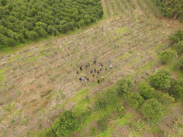 Ir para  <p><big>O manejo da erva-mate plantada para alta produtividade foi tema de um dia de campo realizado em Il&oacute;polis/RS, dia 16/06. Em discuss&atilde;o, o rebaixamento e desponte de erva-mate. Participaram do evento cerca...
